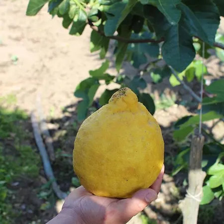Alojamento de Acomodação e Pequeno-almoço Buonocore *